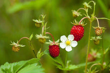 Wild Strawberry Plants - 20 Bare Root Rhizomes - Fragaria vesca - Edible Perennial Ground Cover