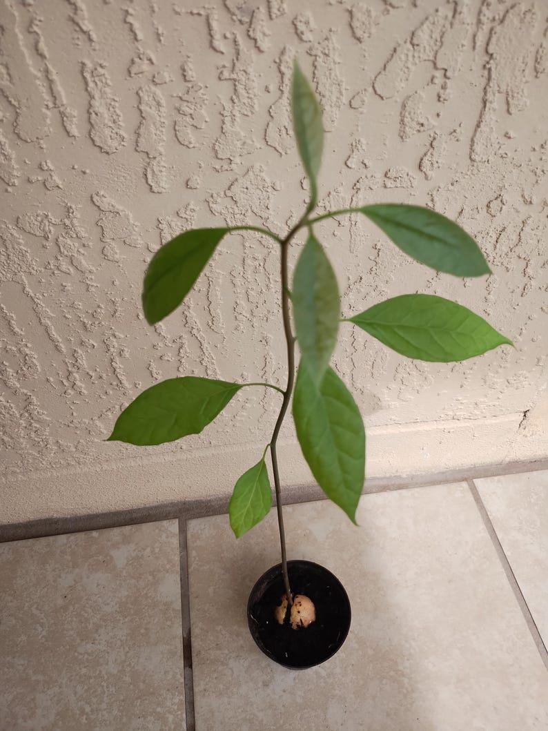 Hass Avocado Starter Plant in 4-Inch Pot with Free Cutting | Persea americana Indoor Outdoor Garden