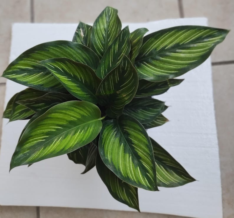 Calathea Ornata Beauty Star Small Rooted Houseplant + Free Cutting | Easy Care Indoor Plant | Calathea ornata