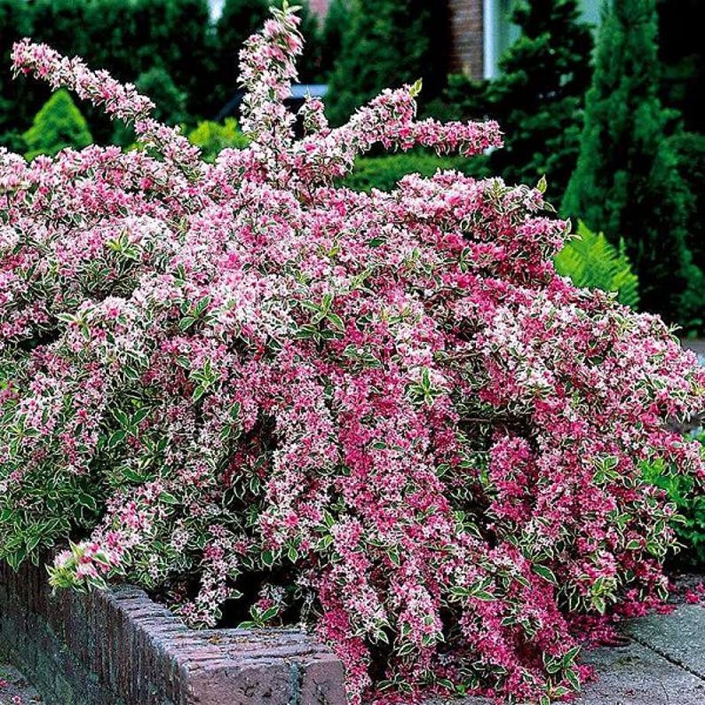 Variegated Weigela Plant - Potted Shrub with Colorful Foliage - Weigela florida for Gardens & Landscapes