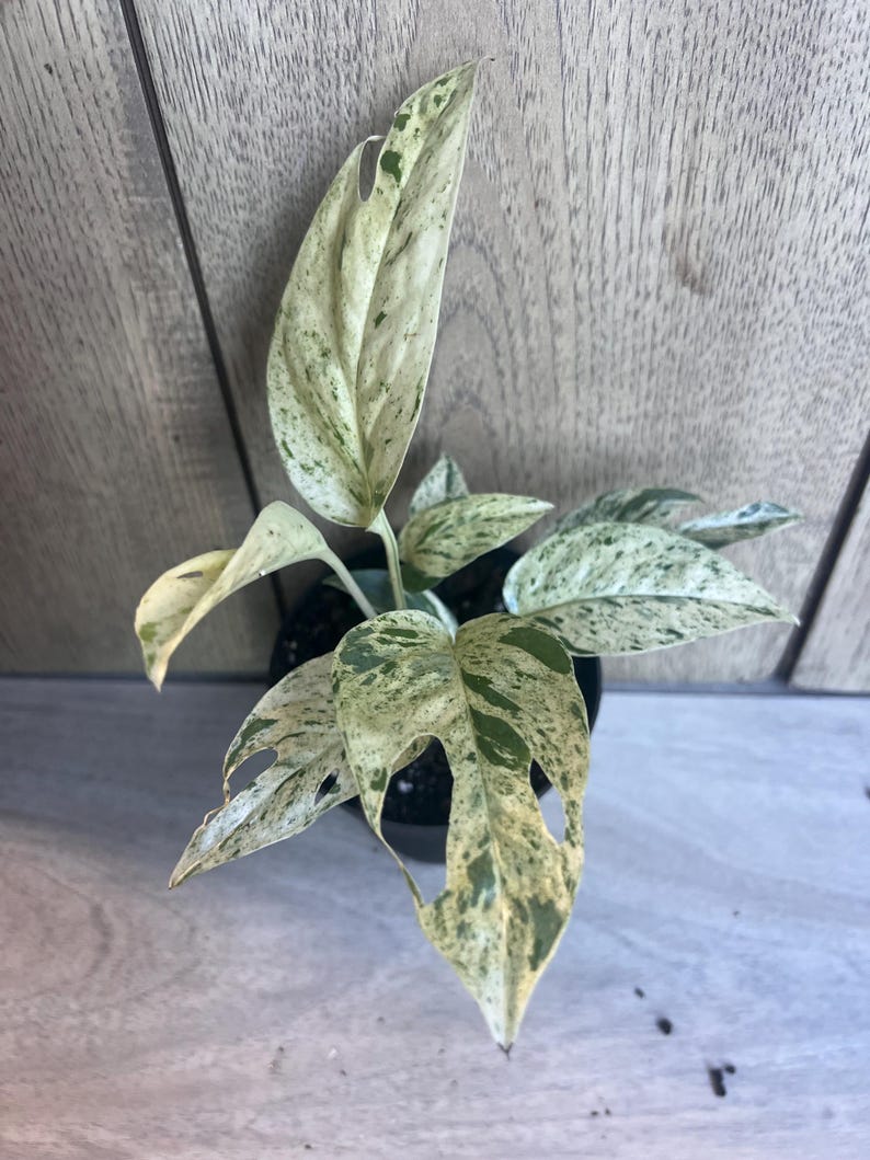 Epipremnum Pinnatum Marble Variegated Plant 4" Pot, Marble King Pothos, Heart-Shaped Leaves, Indoor Houseplant