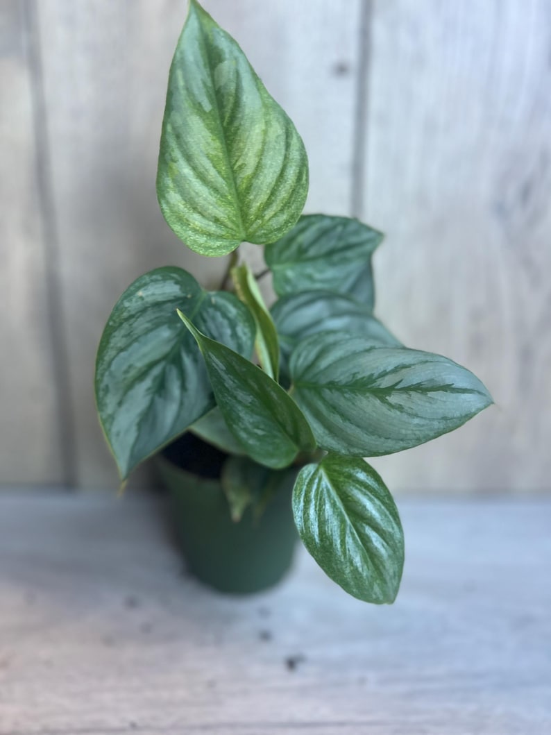 Philodendron Sodiroi 4-Inch Pot, Rare Silver Heart-Shaped Leaves, Climbing Aroid, Indoor Plant
