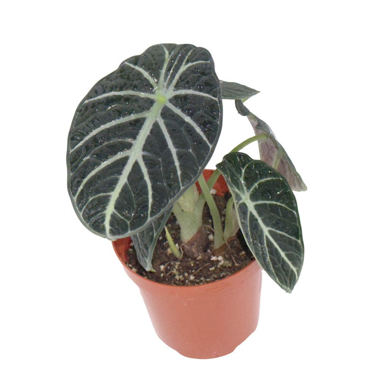 Alocasia Ninja Live Plant, 4-Inch Black Elephant Ear Tropical Houseplant, Rooted Indoor Decor Gift