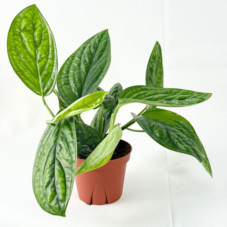 Monstera Peru Live Plant, Starter Houseplant, Deep Green Foliage, Monstera karstenianum, Tropical Indoor Vine
