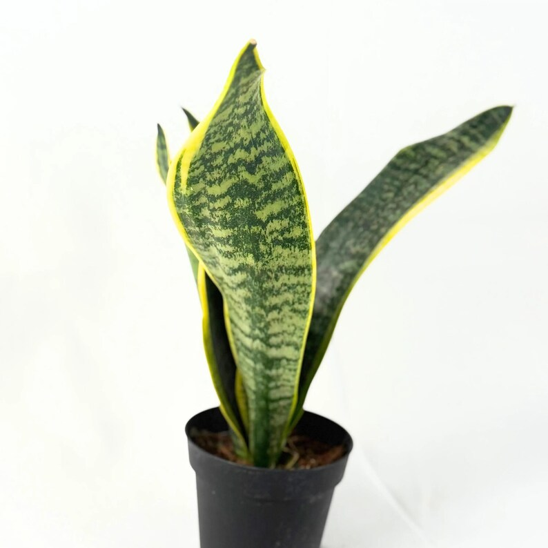 Sansevieria Laurentii Snake Plant Live Indoor Houseplant | Variegated Green & Yellow Foliage | Easy Care, Starter Plant