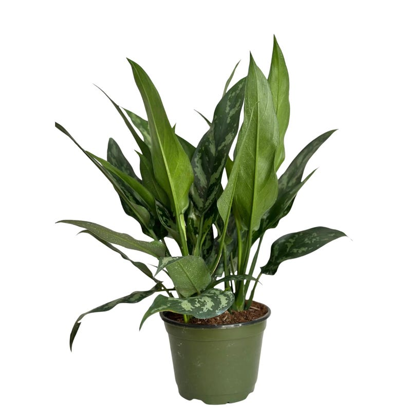 Aglaonema Tigress Live Plant, Indoor Houseplant, Tropical Chinese Evergreen, Decorative Foliage, Starter Plant