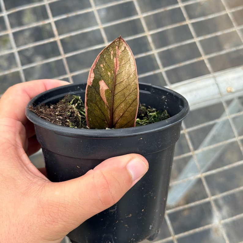 Black Pink Variegated ZZ Plant Cutting – Rare Zamioculcas Zamiifolia Variegata Indoor Houseplant