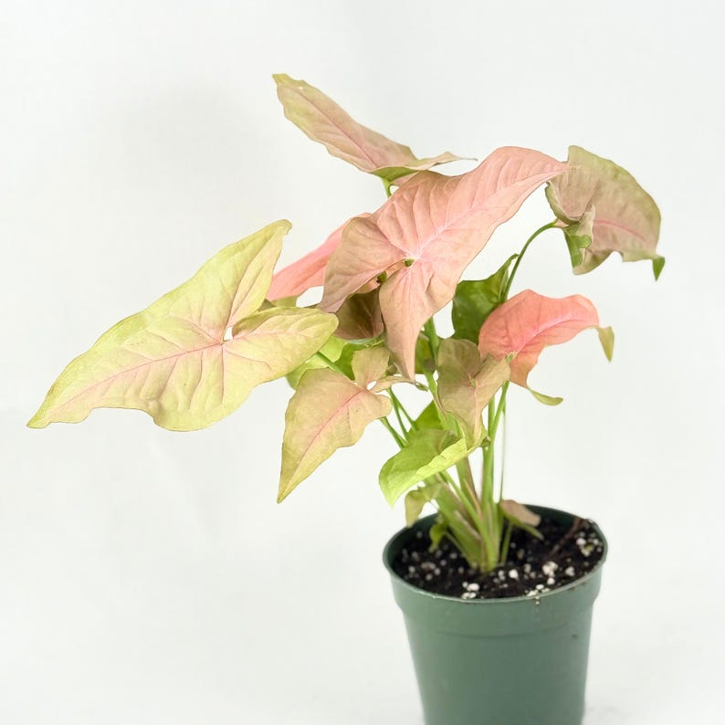 Syngonium Pink Perfection Live Plant, Indoor Tropical Houseplant, Pink Arrowhead Foliage, Syngonium podophyllum
