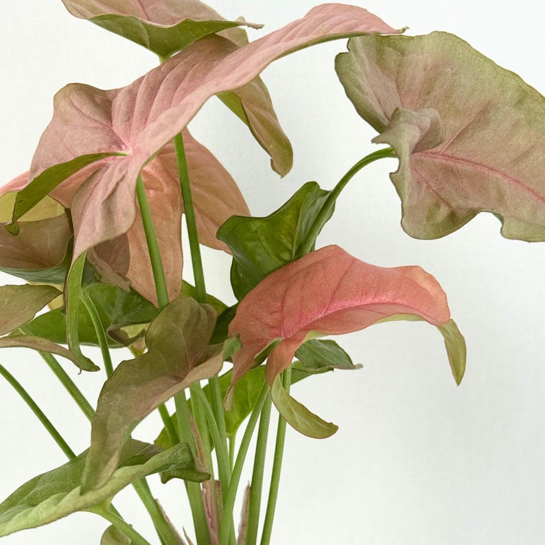 Syngonium Pink Perfection Live Plant, Rare Pink Arrowhead Tropical Indoor Houseplant, Starter Plant, Gift