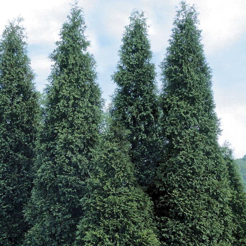 Green Giant Arborvitae Plant 4" Container Thuja Green Giant Evergreen for Hedges, Privacy Screen