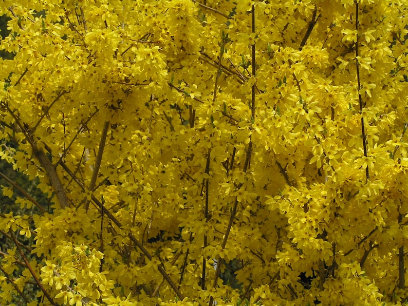 Lynwood Gold Forsythia Shrubs 4" Container, Bright Yellow Flowers, Forsythia x intermedia 'Lynwood' - 2 Pack