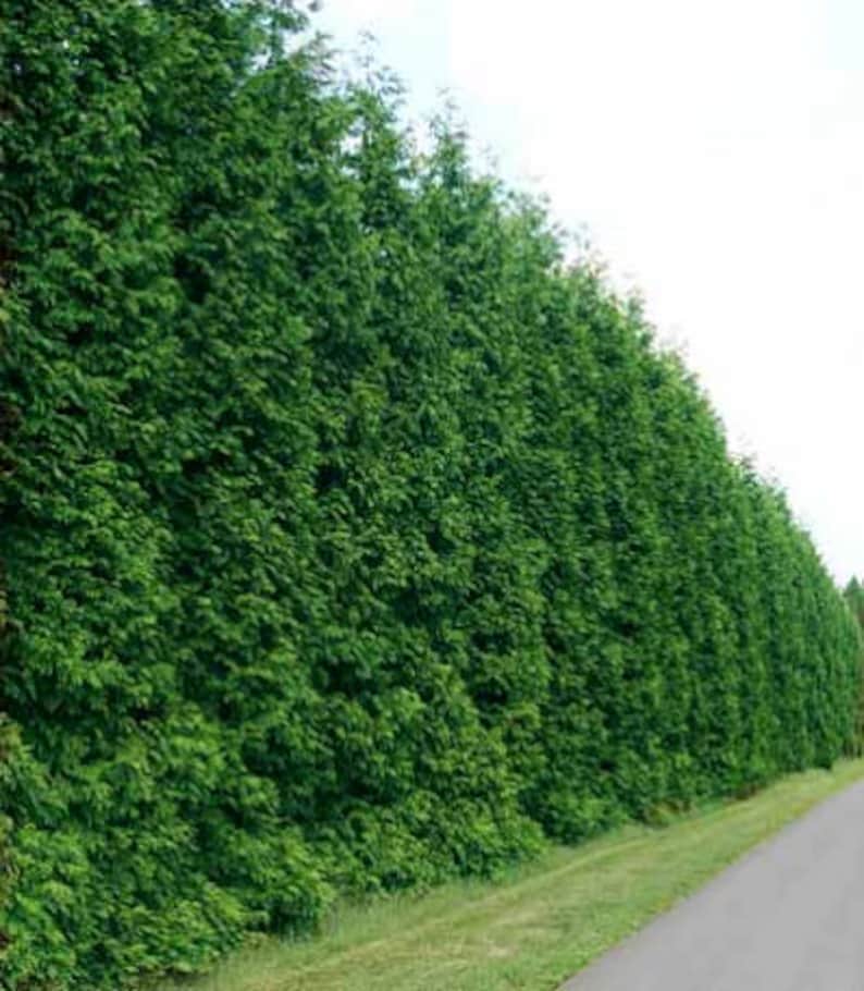 Emerald Green Arborvitae Plants - 2 Pack, Thuja Occidentalis 'Emerald', Evergreen Shrubs, 4-Inch Container, Cold Hardy Zones 3-7