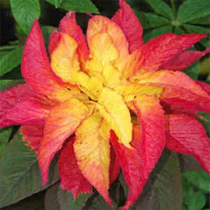 100 ILLUMINATION AMARANTHUS Tricolor ( Summer Poinsettia / Vegetable Amaranth ) Flower Seeds