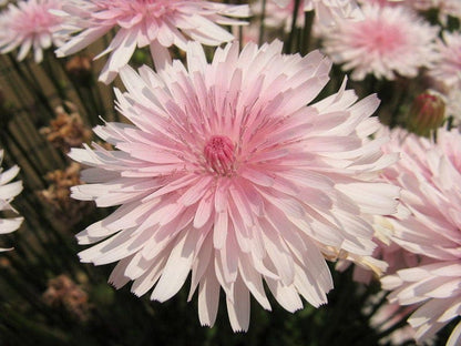 25 PINK HAWKSBEARD Crepis Rubra Flower Seeds Everlasting Daisy Two Tone Double