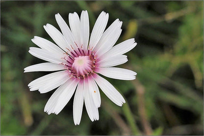 25 PINK HAWKSBEARD Crepis Rubra Flower Seeds Everlasting Daisy Two Tone Double
