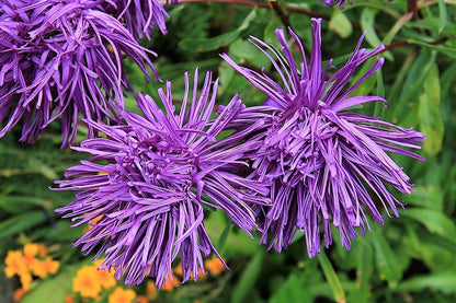 30 VIOLET Purple NEEDLE ASTER Callistephus Chinensis Unicom Flower Seeds
