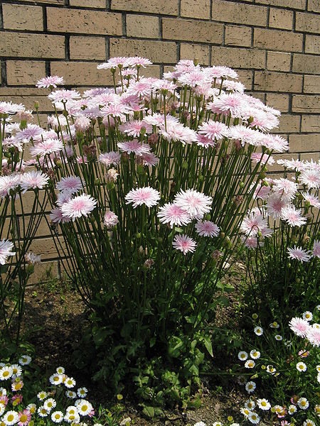 25 PINK HAWKSBEARD Crepis Rubra Flower Seeds Everlasting Daisy Two Tone Double
