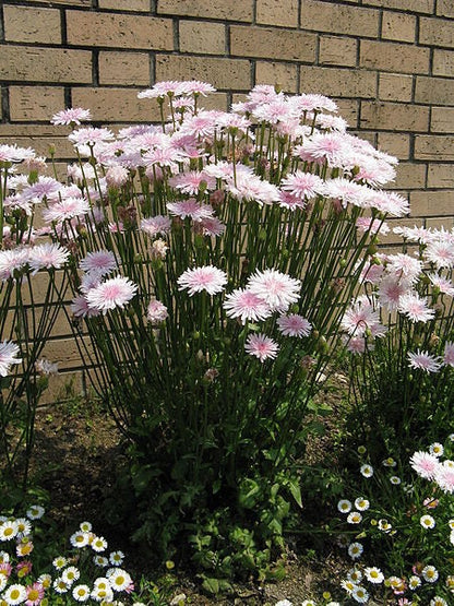 25 PINK HAWKSBEARD Crepis Rubra Flower Seeds Everlasting Daisy Two Tone Double