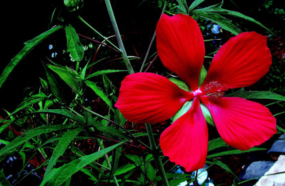 10 Red TEXAS STAR HIBISCUS Coccineus Scarlet Rosemallow Flower Seeds