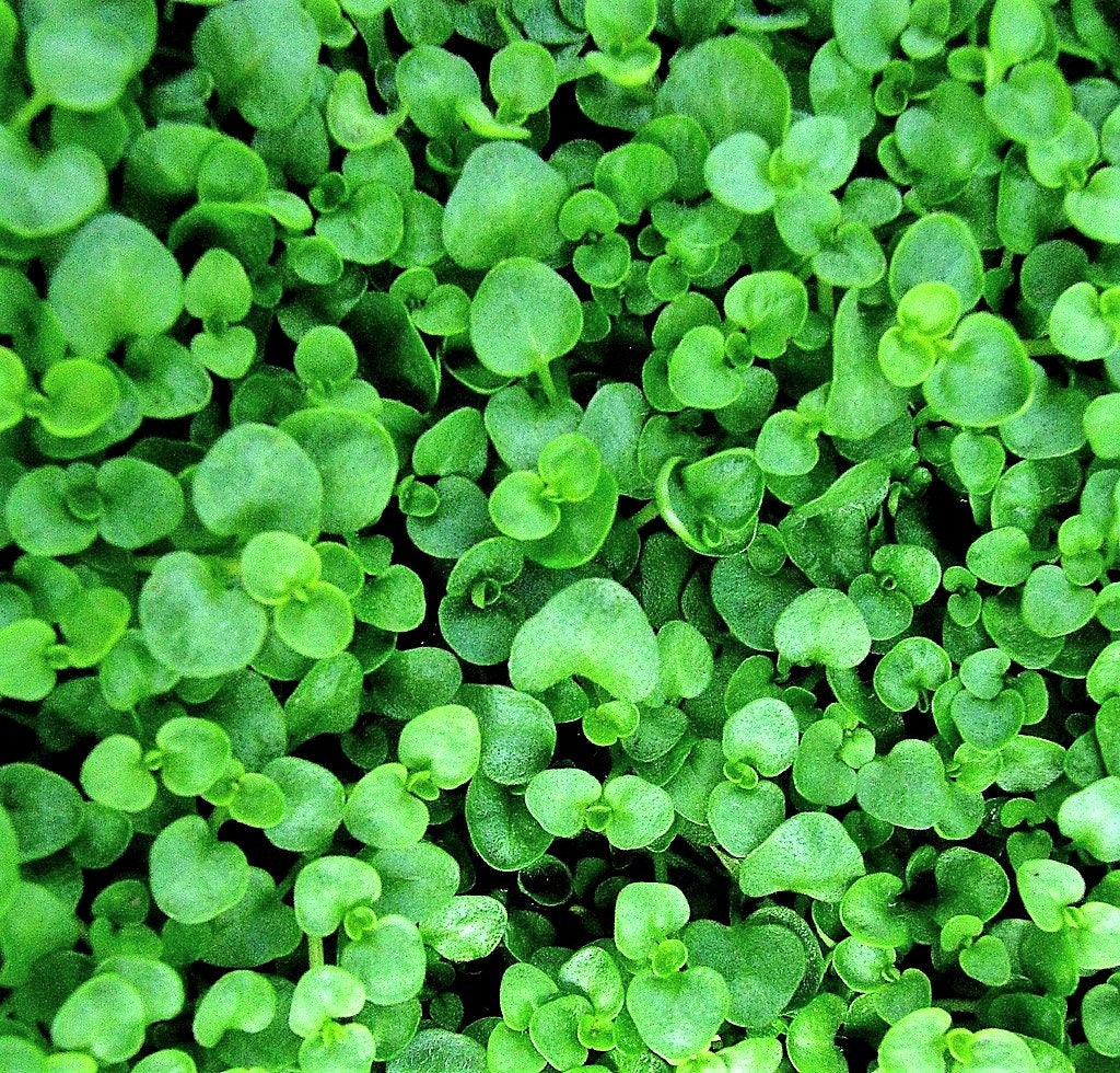 1g 27,500 BULK CORSICAN MINT Mentha Requienii Fragrant Hern Ground Cover Flower 1 Gram Seeds