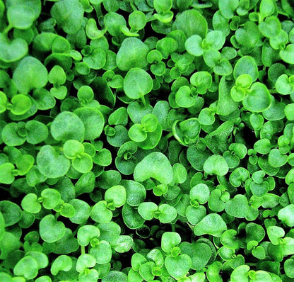 1g 27,500 BULK CORSICAN MINT Mentha Requienii Fragrant Hern Ground Cover Flower 1 Gram Seeds
