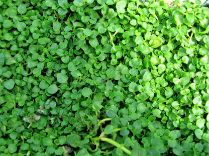 1g 27,500 BULK CORSICAN MINT Mentha Requienii Fragrant Hern Ground Cover Flower 1 Gram Seeds