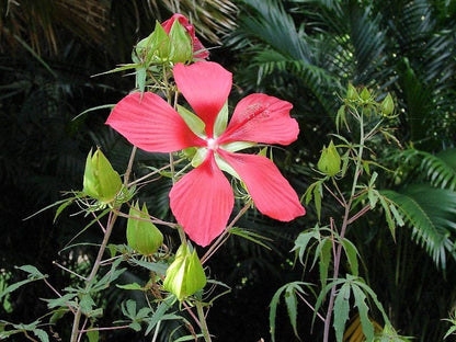10 Red TEXAS STAR HIBISCUS Coccineus Scarlet Rosemallow Flower Seeds