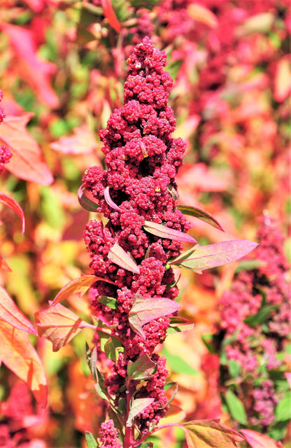 100 Organic RED HEAD QUINOA Grain Chenopodium Quinoa Pink & Red Heads - White Seeds