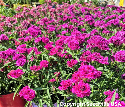 50 MAGENTA CARNATION Dianthus Caryophyllus Chabaud Flower Seeds