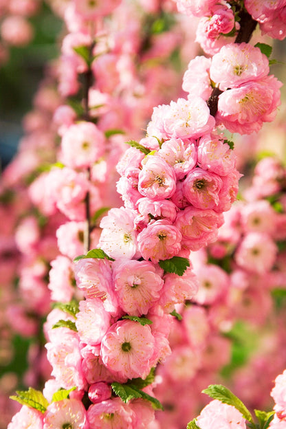 10 FLOWERING ALMOND Prunus Triloba aka Flowering Plum & Rose Tree Fragrant Double Pink Flower Shrub Seeds