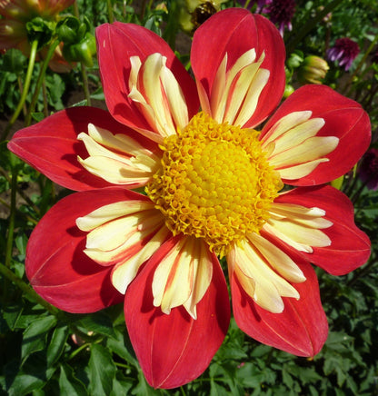 50 MIXED COLLARETTE DAHLIA Variabilis Two Tone Mix of Red Pink Purple White Yellow Maroon Peach Flower Seeds