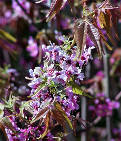 5 MEXICAN BUCKEYE Ungnadia Speciosa Shrub Tree Pink Purple Fragrant Flower Seeds