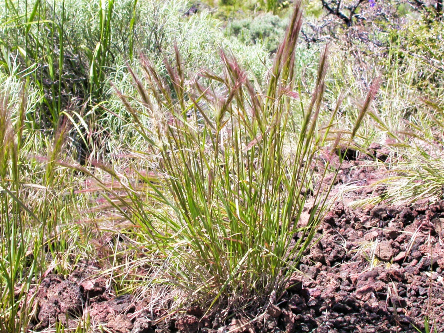 300 Bottlebrush SQUIRRELTAIL RYE GRASS Elymus Elymoides syn Sitanion Hystrix Red Plume Squirrel Tail Ornamental Seeds