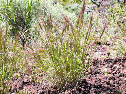 300 Bottlebrush SQUIRRELTAIL RYE GRASS Elymus Elymoides syn Sitanion Hystrix Red Plume Squirrel Tail Ornamental Seeds