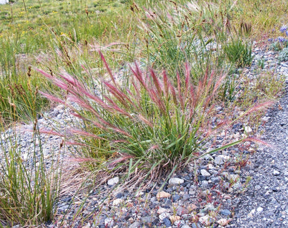 300 Bottlebrush SQUIRRELTAIL RYE GRASS Elymus Elymoides syn Sitanion Hystrix Red Plume Squirrel Tail Ornamental Seeds