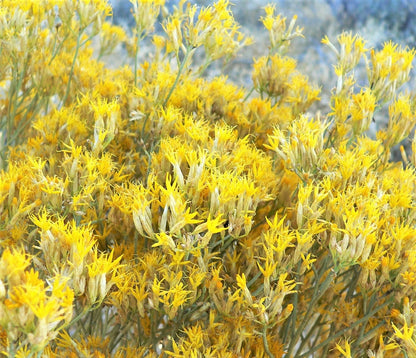 100 RUBBER RABBITBRUSH Chamisa Ericameria Nauseosa Native Desert Shrub Yellow Flower Seeds