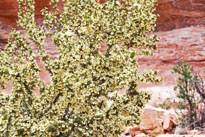 40 STANSBURY CLIFFROSE Purshia Stansburiana Cliff Rose Native Desert Shrub White & Yellow Flower Seeds