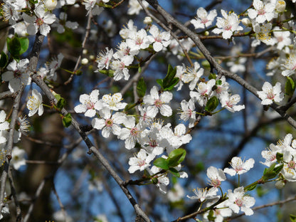5 AMERICAN PLUM Prunus Americana Red Purple Fruit White Flower Shrub Tree Seeds