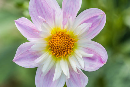 50 MIXED COLLARETTE DAHLIA Variabilis Two Tone Mix of Red Pink Purple White Yellow Maroon Peach Flower Seeds
