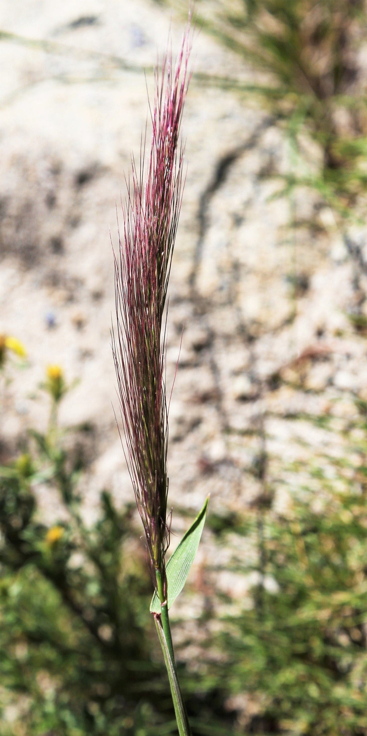 300 Bottlebrush SQUIRRELTAIL RYE GRASS Elymus Elymoides syn Sitanion Hystrix Red Plume Squirrel Tail Ornamental Seeds