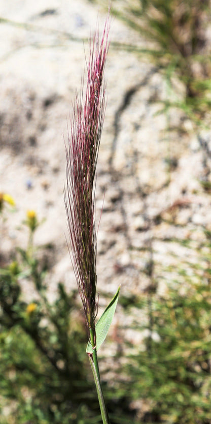 300 Bottlebrush SQUIRRELTAIL RYE GRASS Elymus Elymoides syn Sitanion Hystrix Red Plume Squirrel Tail Ornamental Seeds