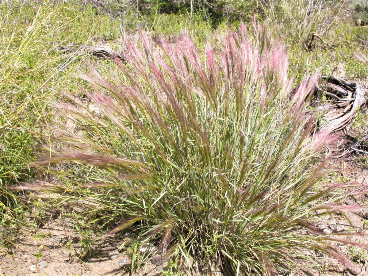 300 Bottlebrush SQUIRRELTAIL RYE GRASS Elymus Elymoides syn Sitanion Hystrix Red Plume Squirrel Tail Ornamental Seeds
