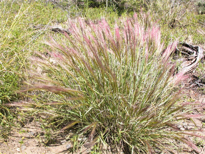 300 Bottlebrush SQUIRRELTAIL RYE GRASS Elymus Elymoides syn Sitanion Hystrix Red Plume Squirrel Tail Ornamental Seeds