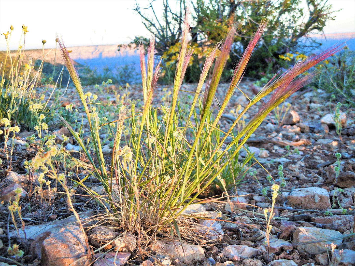 300 Bottlebrush SQUIRRELTAIL RYE GRASS Elymus Elymoides syn Sitanion Hystrix Red Plume Squirrel Tail Ornamental Seeds