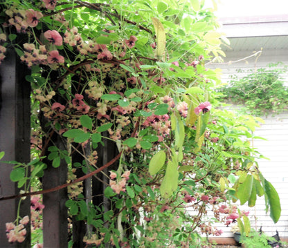 100 - 1000 Bulk CHOCOLATE VINE Edible Fruit Akebia Quinata Fragrant Flower Seeds