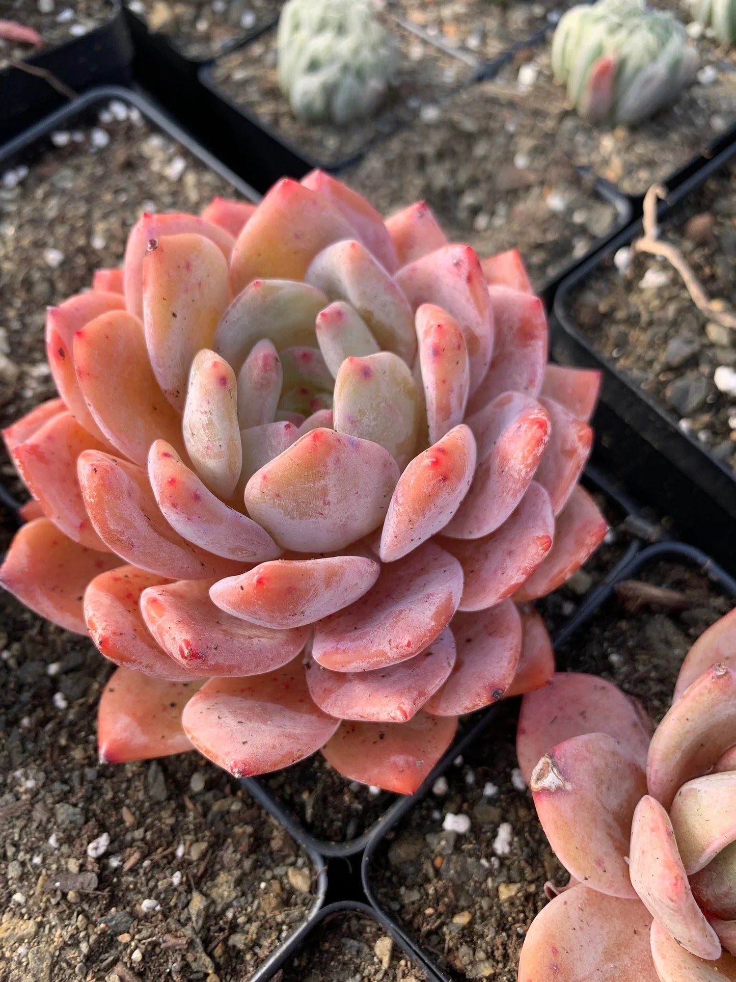Echeveria Orange Monroe Succulent Plant – Rare Pastel Rosette, Live Bare Root, Easy Care Indoor Outdoor, 2 Inches