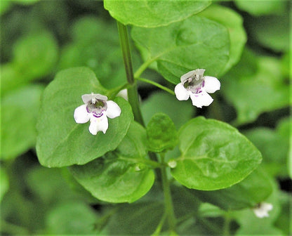 1g 27,500 BULK CORSICAN MINT Mentha Requienii Fragrant Hern Ground Cover Flower 1 Gram Seeds