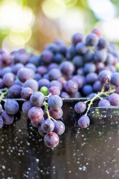 10 Purple CONCORD GRAPE Fruit Vine Vitis Labrusca White Flower Seeds