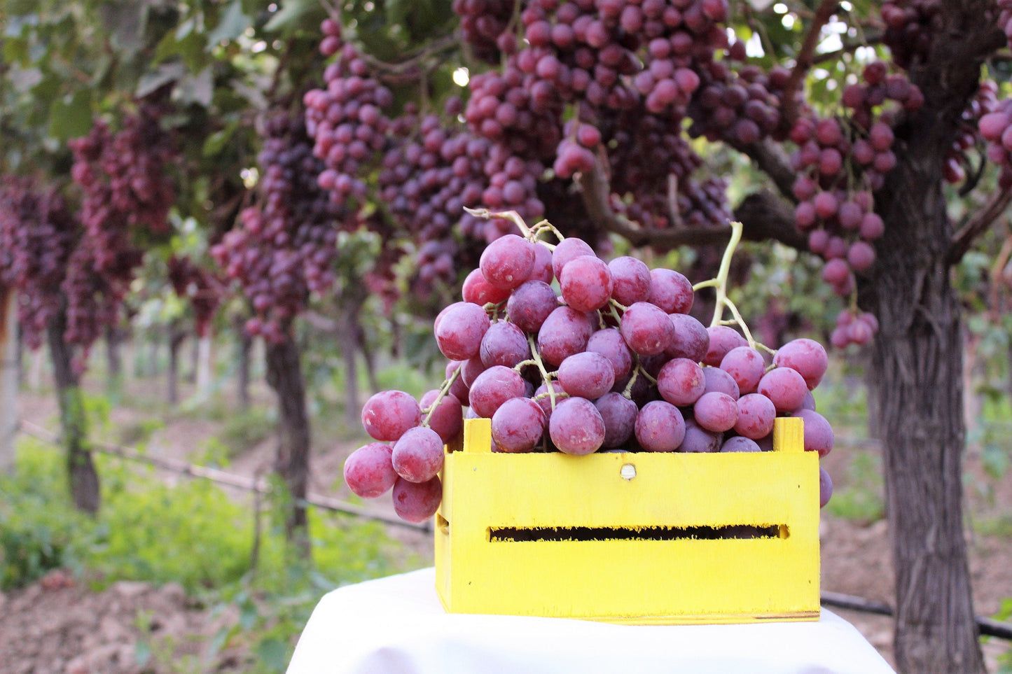 10 Giant RED GLOBE GRAPE Vitis Vinifera Fruit Vine Seeds