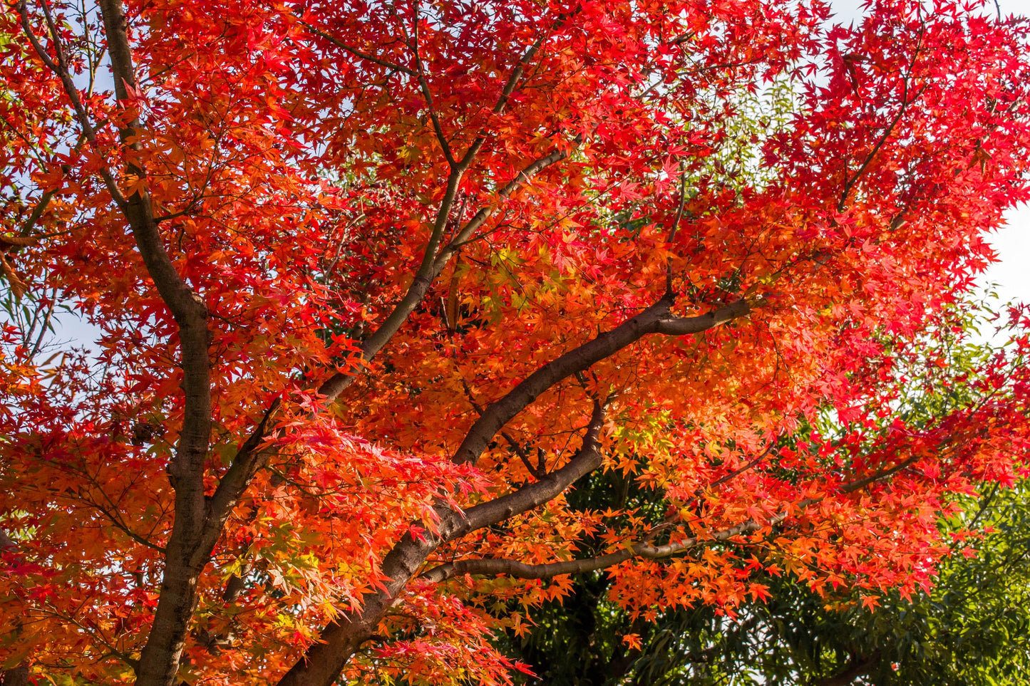 10 RED JAPANESE MAPLE Tree Bloodgood Ornamental Acer Palmatum Seeds